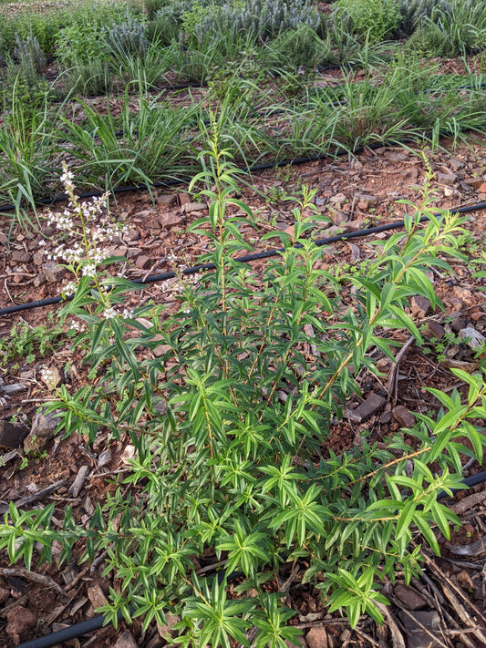 Zitronenverbene Tee 30g aus Portugal