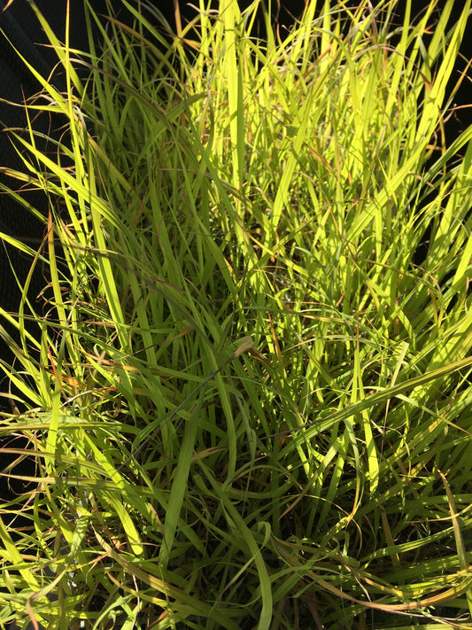 Zitronengras Tee 50g aus Portugal