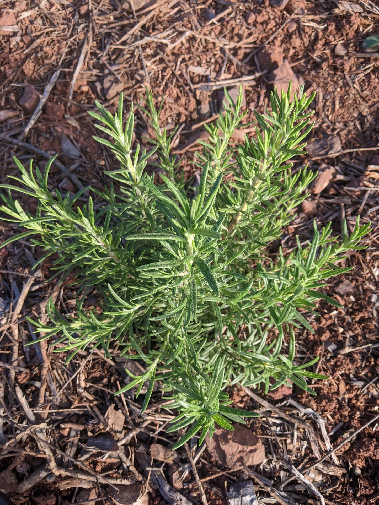 Rosmarinsalz 50g aus Portugal