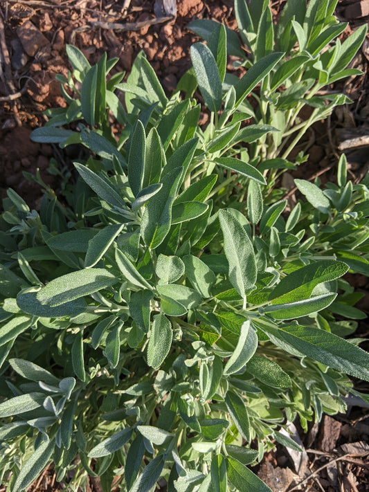 Salbei Tee 50g aus Portugal